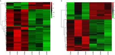 Analysis of LncRNA-mRNA Co-Expression Profiles in Patients With Polycystic Ovary Syndrome: A Pilot Study